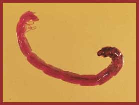110225bloodworm_662507515.jpg 110225bloodworm_662507515.jpg